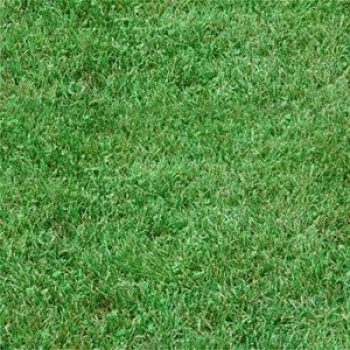 דשא מוכן ודשא סינטטי - עצי נוי | הדר נוי משתלות