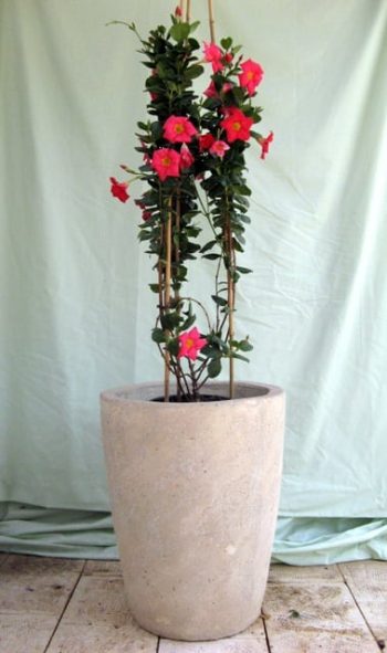 דיפלדניה אדומה בכד - עצי נוי | הדר נוי משתלות