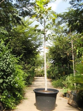 דולב מכסיקני למכירה- עצי נוי | הדר נוי משתלות