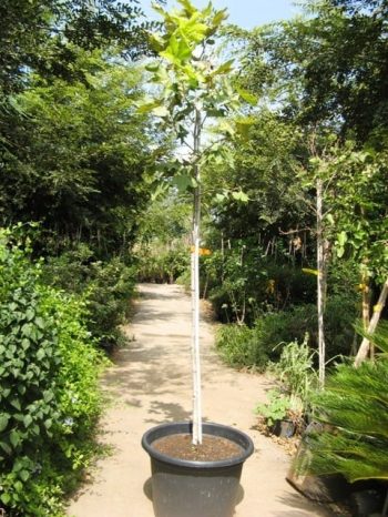 דולב מכסיקני למכירה- עצי נוי | הדר נוי משתלות