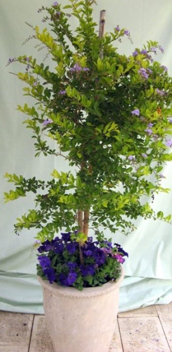 דורנטה מעוצבת פרחים בכד - עצי נוי | הדר נוי משתלות