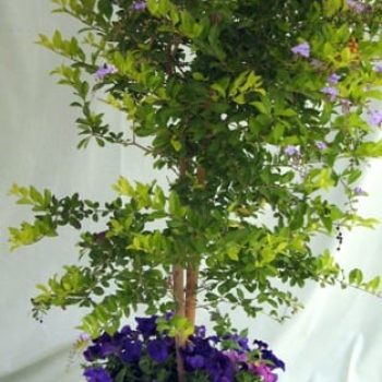 דורנטה מעוצבת פרחים בכד - עצי נוי | הדר נוי משתלות