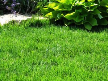 דשא מוכן ודשא סינטטי - עצי נוי | הדר נוי משתלות