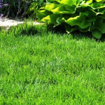 דשא מוכן ודשא סינטטי - עצי נוי | הדר נוי משתלות