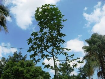 ברכיכטון דו-גוני למכירה - עצי נוי | הדר נוי משתלות