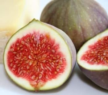 עץ תאנה- עצי פרי | הדר נוי משתלות