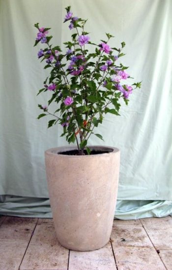 היביסקוס סורי בכד - עצי נוי | הדר נוי משתלות