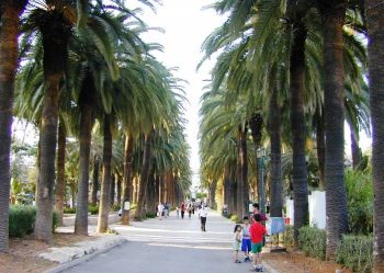 תמר קנרי (פניקס קנרי) - עצי נוי | הדר נוי משתלות