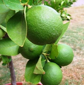 עץ לימון ליים - עצי פרי בוגרים למכירה | הדר נוי משתלות