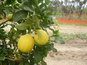 עץ לימון יוריקה- עצי פרי | הדר נוי משתלות