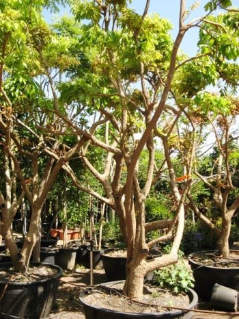 עץ לונגן בוגר - עצי פרי בוגרים למכירה | הדר נוי משתלות