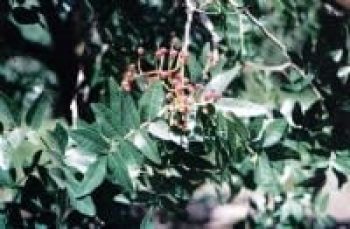 אלה אטלנטית - עצי נוי | הדר נוי משתלות