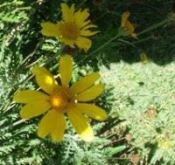 עינן מסרקני - עצי נוי | הדר נוי משתלות