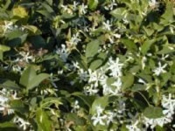 טרכלוספרמון יסמיני - עצי נוי | הדר נוי משתלות