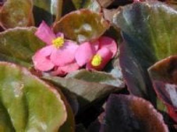 בגוניה פורחת-עד - עצי נוי | הדר נוי משתלות