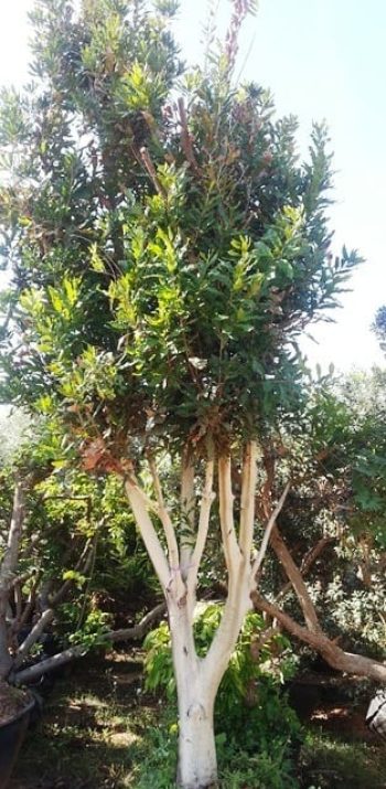 עץ אגוז מקדמיה - עצי פרי בוגרים למכירה | הדר נוי משתלות