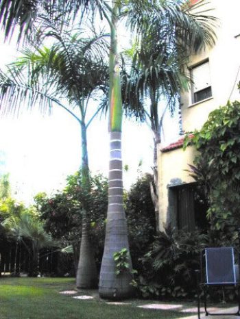 דיקליים - טרופי - עצי נוי | הדר נוי משתלות