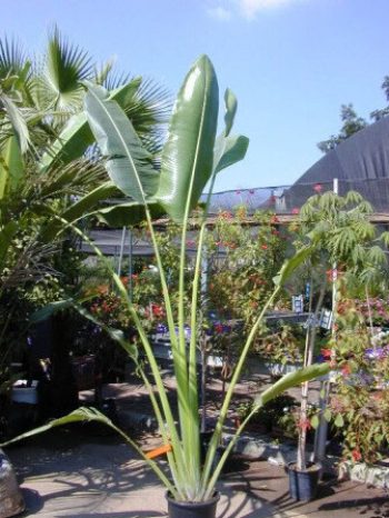 דיקליים - טרופי - עצי נוי | הדר נוי משתלות