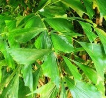 קריוטה נאה ('דקל זנב הדג') - עצי נוי | הדר נוי משתלות