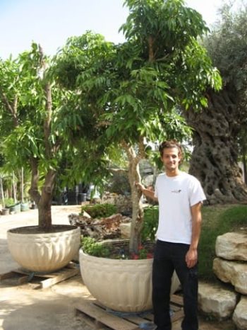 עץ ליצ'י שתול במיכל - עצי נוי | הדר נוי משתלות