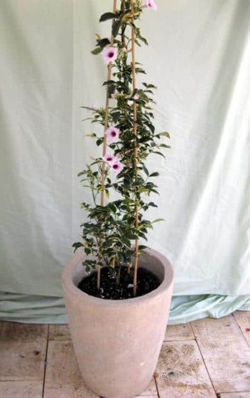 פנדוראה מגוונת בכד - עצי נוי | הדר נוי משתלות