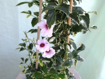 פנדוראה מגוונת בכד - עצי נוי | הדר נוי משתלות