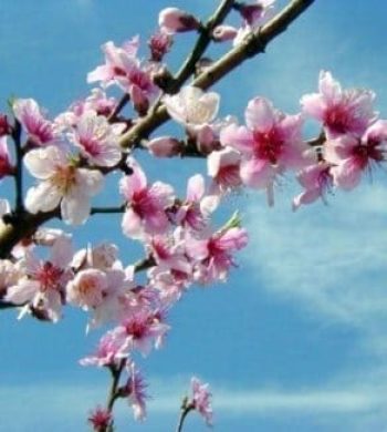 עץ אפרסק- עצי פרי | הדר נוי משתלות