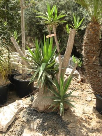 דקל - יוקה - עצי נוי | הדר נוי משתלות