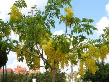 כסיית האבוב - עצי נוי | הדר נוי משתלות
