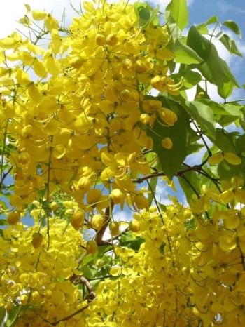 כסיית האבוב - עצי נוי | הדר נוי משתלות