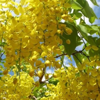 כסיית האבוב - עצי נוי | הדר נוי משתלות