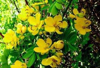 שיחים ושיחים פורחים - עצי נוי | הדר נוי משתלות