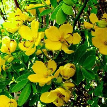 שיחים ושיחים פורחים - עצי נוי | הדר נוי משתלות