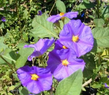 שיחים ושיחים פורחים - עצי נוי | הדר נוי משתלות