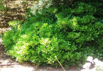 שיחים ושיחים פורחים - עצי נוי | הדר נוי משתלות