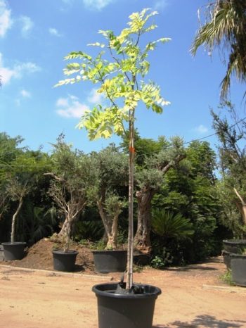 ספטודאה, עץ הטוליפ למכירה - עצי נוי| הדר נוי משתלות