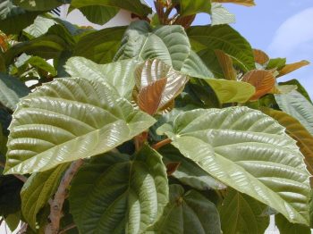 פיקוס אוזני (פיקוס רוקסבורגי) - עצי נוי | הדר נוי משתלות