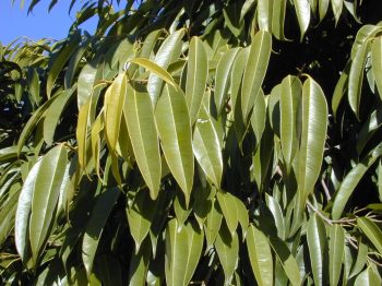 פיקוס צר-עלים (פיקוס תאילנדי) - עצי נוי | הדר נוי משתלות