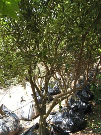 עץ תפוז סיני- עצי פרי | הדר נוי משת