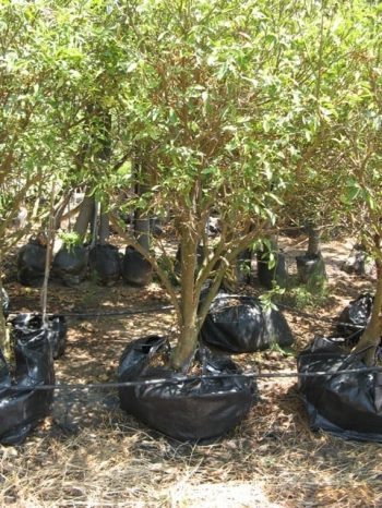 עץ תפוז סיני- עצי פרי | הדר נוי משתלות