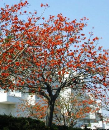 עצי נוי - עצי נוי | הדר נוי משתלות