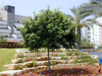 עצי נוי - עצי נוי | הדר נוי משתלות