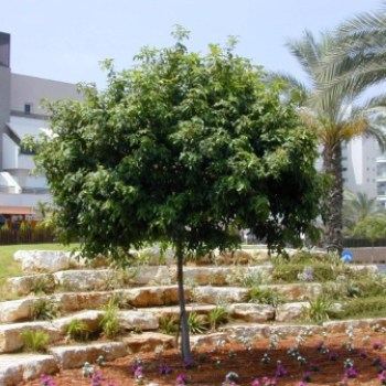 עצי נוי - עצי נוי | הדר נוי משתלות