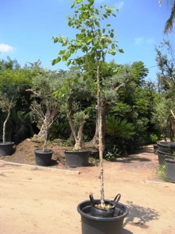 כנסו לקרוא ולגלות על אקליפטוס טורלי למכירה הדר נוי מומחים לאקלום עצי נוי לחצו לפרטים...