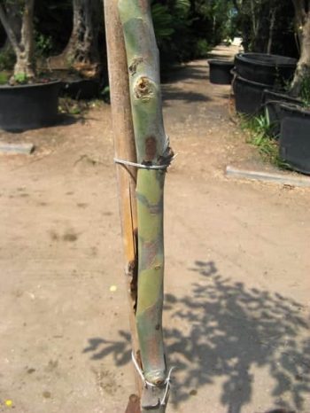 כנסו לקרוא ולגלות על אקליפטוס טורלי למכירה הדר נוי מומחים לאקלום עצי נוי לחצו לפרטים...