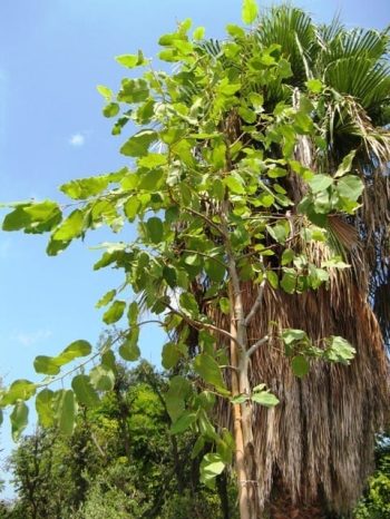 כנסו לקרוא ולגלות על אקליפטוס טורלי למכירה הדר נוי מומחים לאקלום עצי נוי לחצו לפרטים...