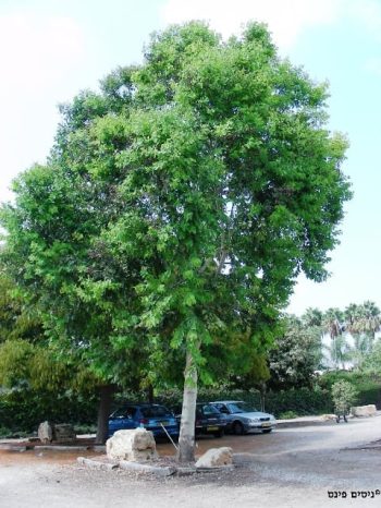 כנסו לקרוא ולגלות על אקליפטוס טורלי למכירה הדר נוי מומחים לאקלום עצי נוי לחצו לפרטים...