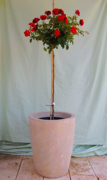 ורד 'הנזל מנשיין' מעוצב בכד - עצי נוי | הדר נוי משתלות