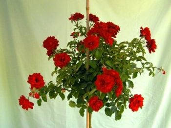 ורד 'הנזל מנשיין' מעוצב בכד - עצי נוי | הדר נוי משתלות