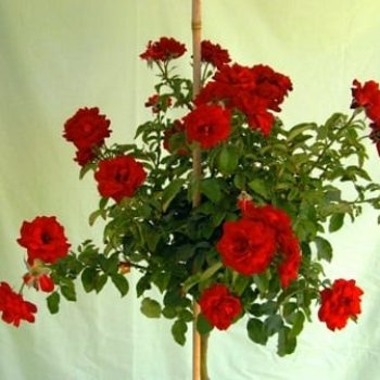 ורד 'הנזל מנשיין' מעוצב בכד - עצי נוי | הדר נוי משתלות